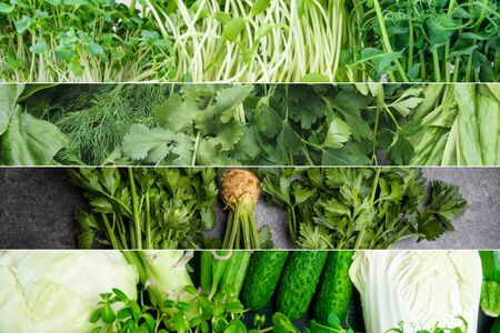 Collage of collection of fresh green vegetables, sprouts, salad for vegan plant based superfoods, detox and healthy green food conceptの写真素材