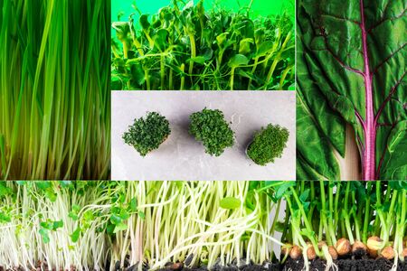 collage of fresh assortment of organic mixed greenery salad, micro sprouts, Healthy nutrition lifestyle, green detox conceptの写真素材