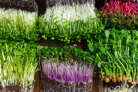 raw microgreen mixed sprouts, radishes, mustard, arugula, mustard, pea. Super food. Assortment of...