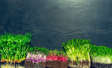 microgreens sprouts on wooden background, vegetable greens. Healthy eating concept rich in fiber, vitamin and antioxidants, copy spaceの写真素材