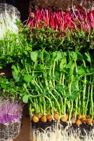 raw microgreen mixed sprouts, radishes, mustard, arugula, mustard, pea. Super food. Assortment of...