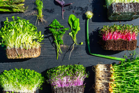 microgreens sprouts, organic parsley, onion, spinach, dill, basil on wooden background, vegetable...
