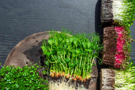 microgreens sprouts on wooden background, vegetable greens. Healthy eating concept rich in fiber, vitamin and antioxidantsの写真素材