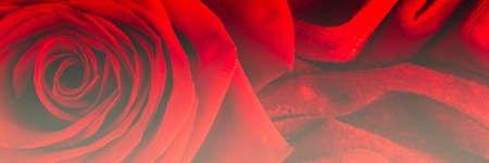 Red gorgeous red Rose, macro on velvet velours texture, passion beauty and love concept. Floral decor. Selective focusの写真素材