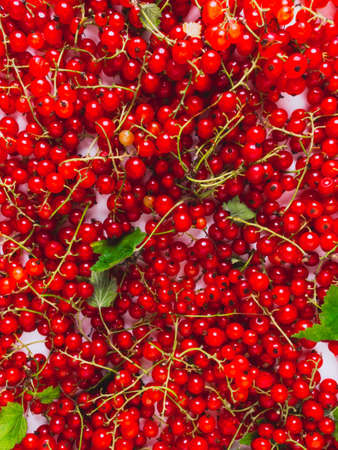 background of raw ripe juicy summer red currant berriesの写真素材
