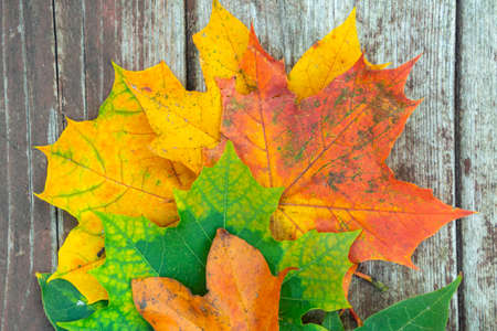 colorful maple autumn leaves on the old wooden background, close up, top view, selective focus