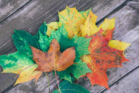 colorful maple autumn leaves on the old wooden background, close up, top view, selective focus