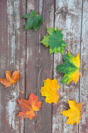 colorful maple autumn leaves on the old wooden background, copy space, selective focus