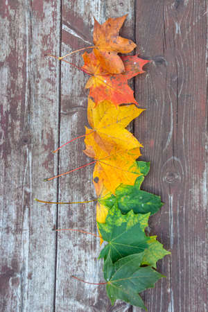 colorful maple autumn leaves on the old wooden background, copy space, selective focus
