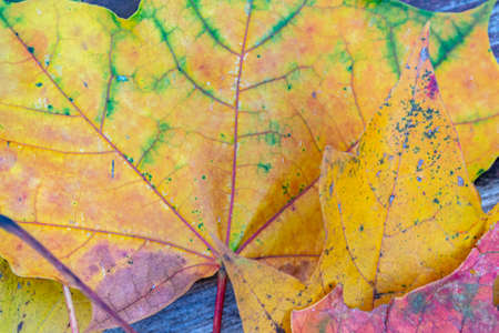 close up of autumn leaves macro abstract background, selective focus