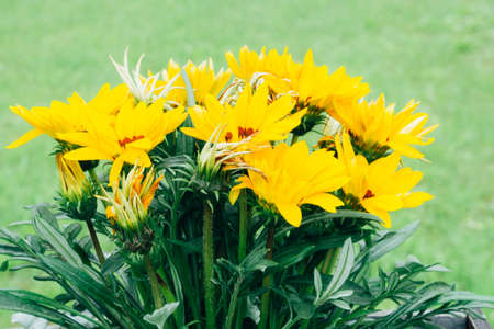 Bright trendy yellow rudbeckia or Black Eyed Susan flowers in the green grass background, selective...
