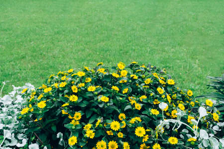 Bright yellow daisy flowers on green background, nature in gardenの写真素材