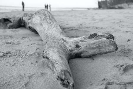 wooden grey log at a beach sandの写真素材