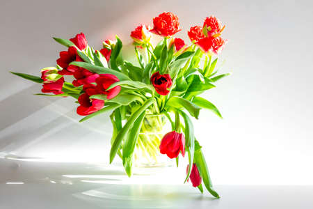 Beautiful spring tulips flowersの写真素材