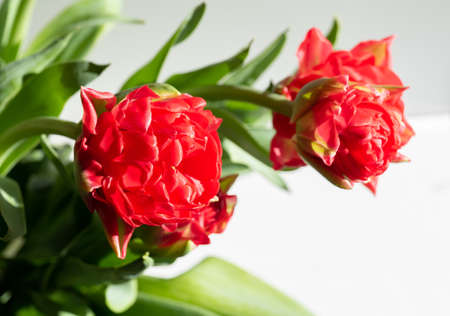 Beautiful spring tulips flowersの写真素材