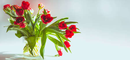 Beautiful spring tulips flowersの写真素材