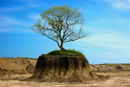 Lonely tree の写真素材