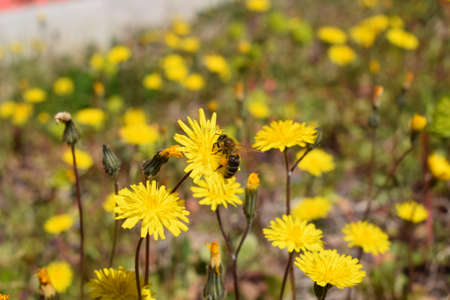 The bee collects pollen from the flower in spring. Flowers bloom in spring