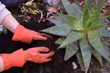 A young girl planting aloe vera in her backyardの写真素材