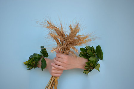 Ears of wheat in the hands of a young girl, on a blue background