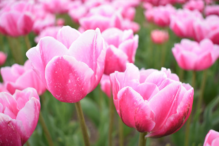 Field with beautiful pink tulipsの写真素材
