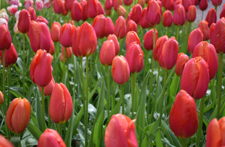 Field with beautiful red tulipsの写真素材