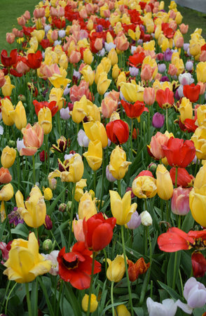 Field with beautiful multicolored tulipsの写真素材