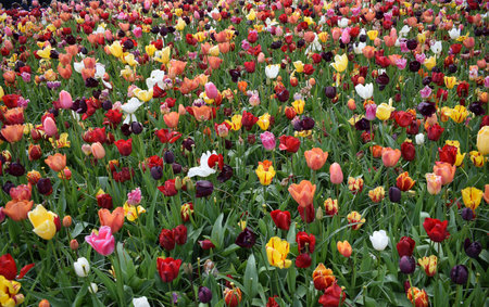 Field with beautiful multicolored tulipsの写真素材