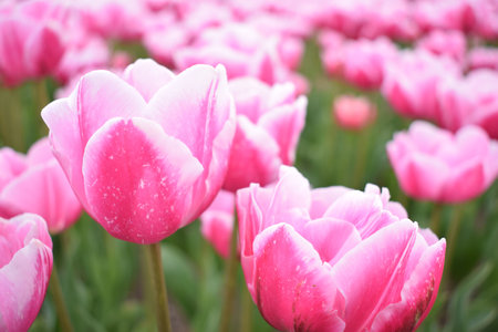 Field with beautiful pink tulipsの写真素材