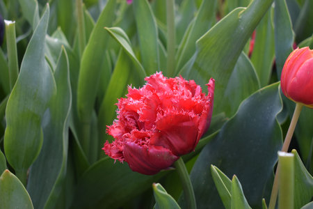 Field with beautiful red tulipsの写真素材