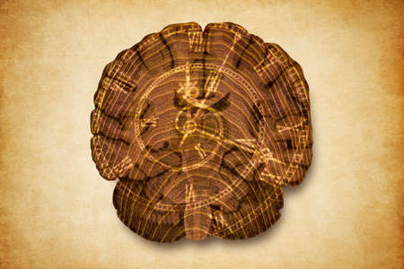 The Ravages of Time on The Human Brain - Aging Brain and Neurodegenerative Diseases - Abstract...