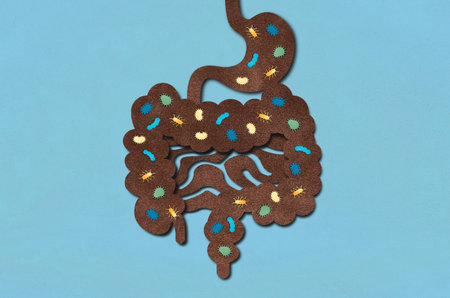 The Human Gut Microbiota - Microorganisms that Live in the Human Gastrointestinal Tract - Conceptual Illustrationの写真素材