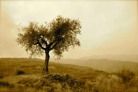 Olive tree in the mountainsの写真素材