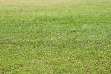 Fresh green grass fieldの写真素材