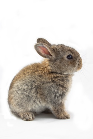 Cute rabbit on white backgroundの写真素材