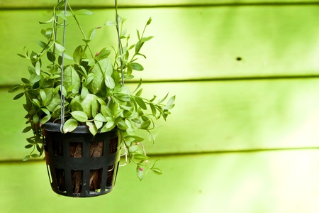 Hanging green plant with pink blossom decorationの写真素材