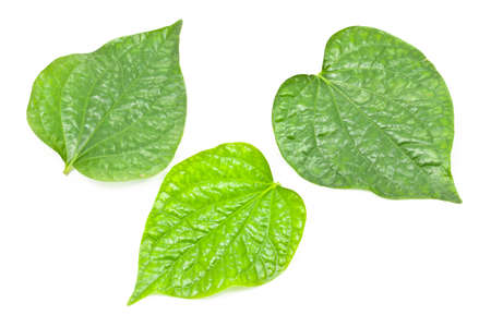 Green leaf on white isolated, different tone colorの写真素材