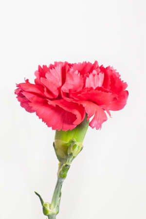 Beautiful carnation on white isolatedの写真素材