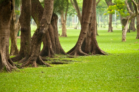 Beautiful green park in bangkok, Thailandの写真素材