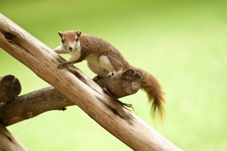 Cute Squirrel playing on the trunkの写真素材