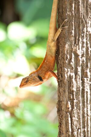 Lizard on the tree in natureの写真素材