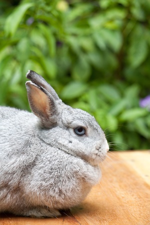 Cute grey rabbit at outdoorの写真素材