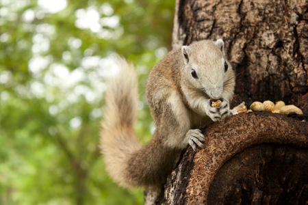 Squirrel in the forest eating nutの写真素材