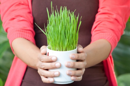 Hand holding Green plant in a pot, Green eco conceptの写真素材