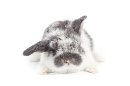 Cute bunny on  white background