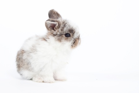 Cute bunny on  white backgroundの写真素材