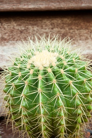 Big green  cactus with  wood backgroundの写真素材