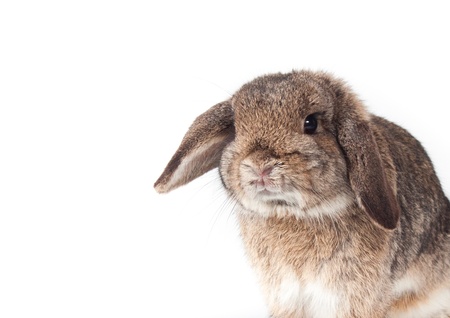 Cute young rabbit standing on white background