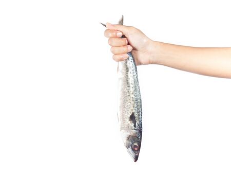 Raw fresh mackerel in hand on white isolated