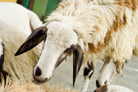 Young sheep in the  farm